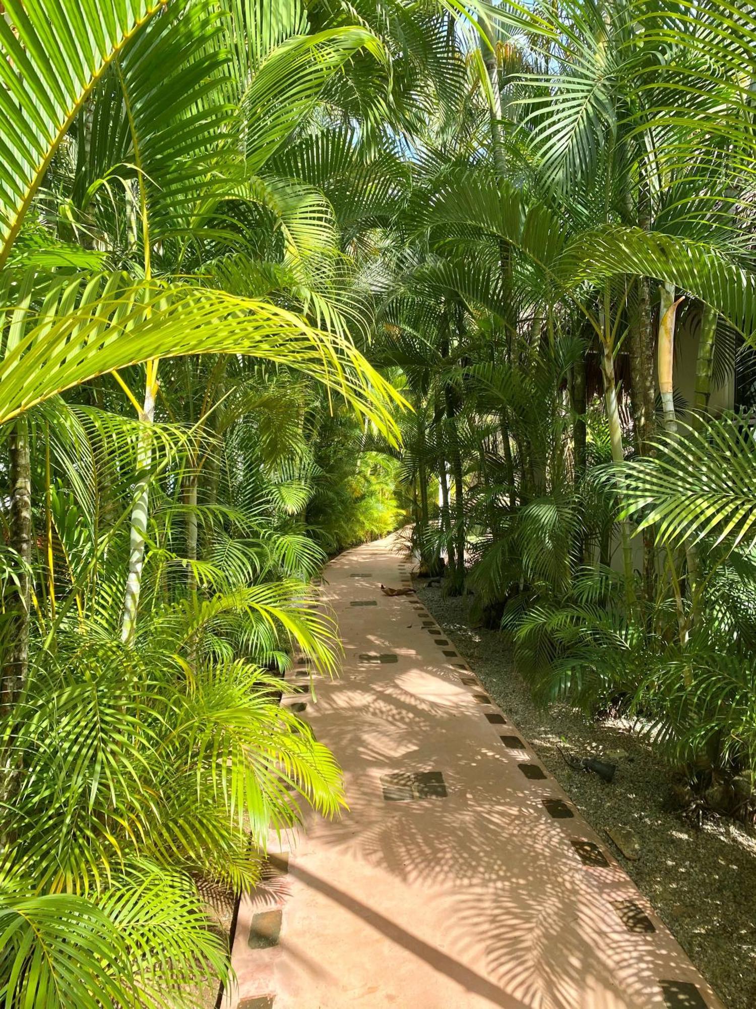 Chalet Tropical Au Coeur De Лас Терренас Экстерьер фото